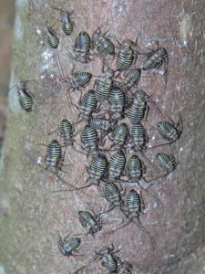 Immature barklice congregated on bark. Striped abdomens are easy to see before the insects mature into adults and develop wings.