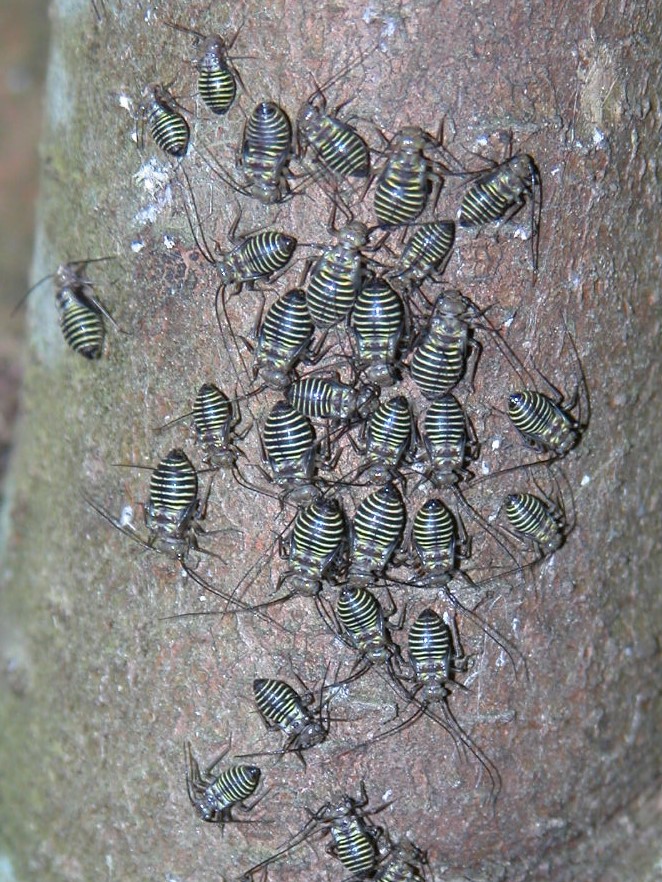 Barklice are nothing to worry about