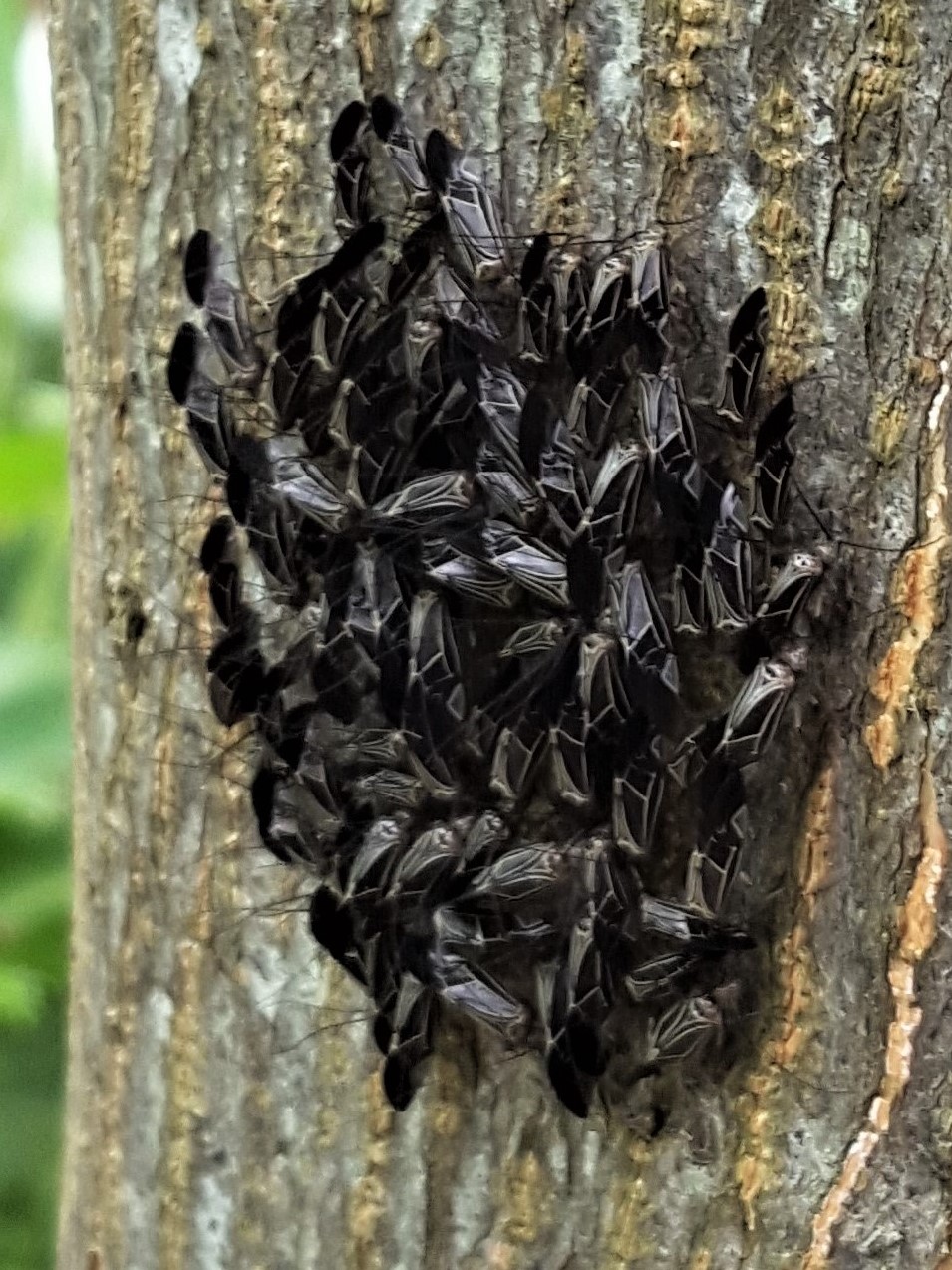 Barklice are nothing to worry about