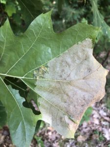 Oak slug sawflies feed in groups on the undersides of oak leaves.