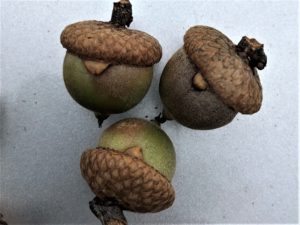 Pip galls appear to be inserted between the acorn and the cap.