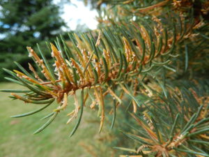 Spore-producing structures of the fungus emerging from the spruce needles.