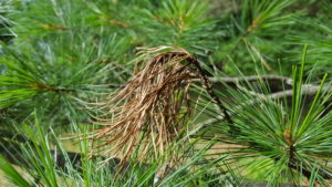 Close-up of wilting, dying branch tips caused by whtie pine bast scale. This symptom can be confused with flagging caused by white pine blister rust.