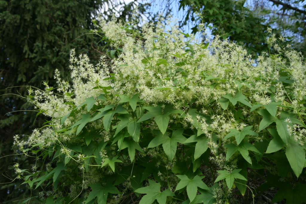 Native vine thrives with wet Wisconsin summer