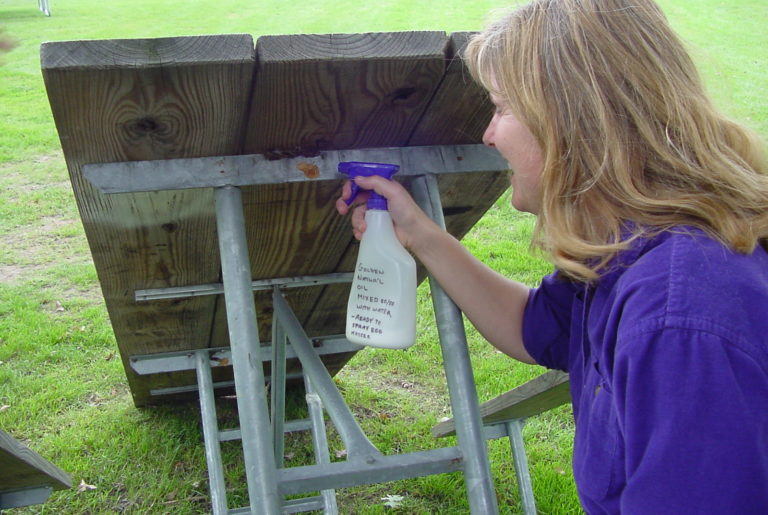 Look for gypsy moth egg masses