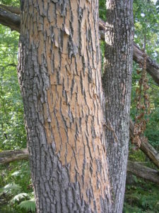 Abundant woodpecker damage on ash tree likely indicates a heavy EAB infestation.