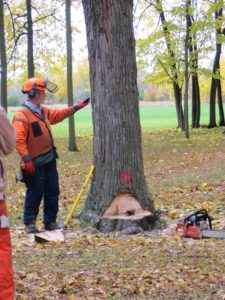 Chainsaw and tree felling demonstration