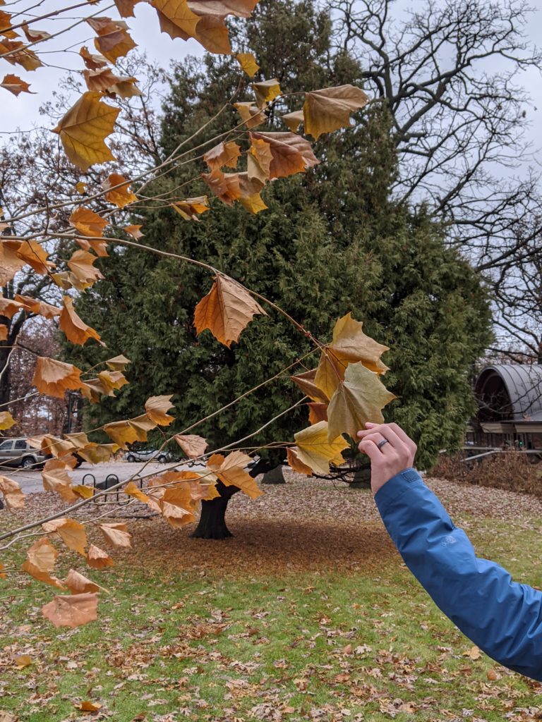 What’s up with trees that haven’t lost their leaves yet?