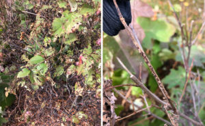 Side-by-side images of feeding holes in viburnum leaves and egg pits laid in viburnum twigs.