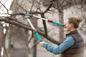 Woman pruning a tree with no leaves on it.