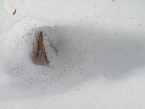 Tiny flecks against an impression in snow are hundreds of snow fleas at surface.