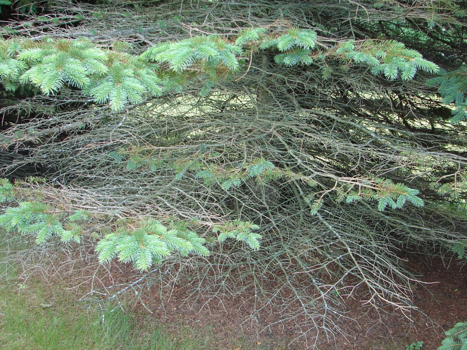 Severe Spruce Needle Diseases Expected In 2020   Rhizosphaera Needlecast Linda Photo Cropped 1536x1152 