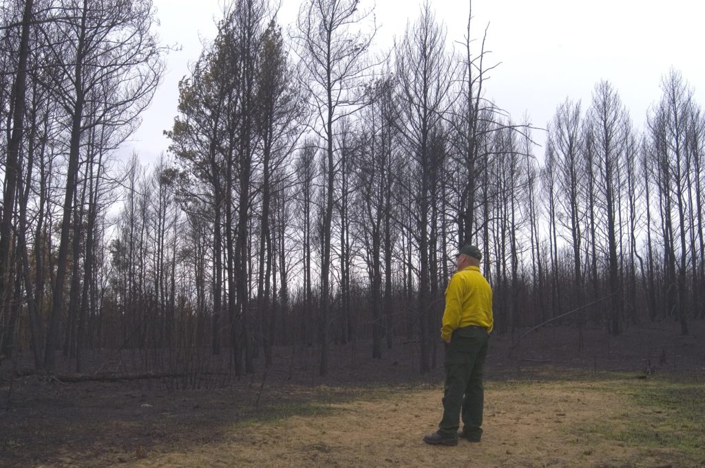 Wildland FIrefighter, Scott Lancaster, looks at the burnt woods after the Cottonville Fire.