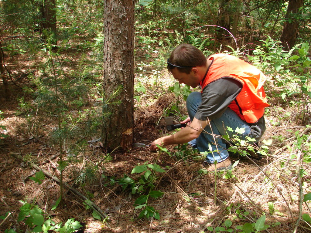 Forest health staff fight forest pests