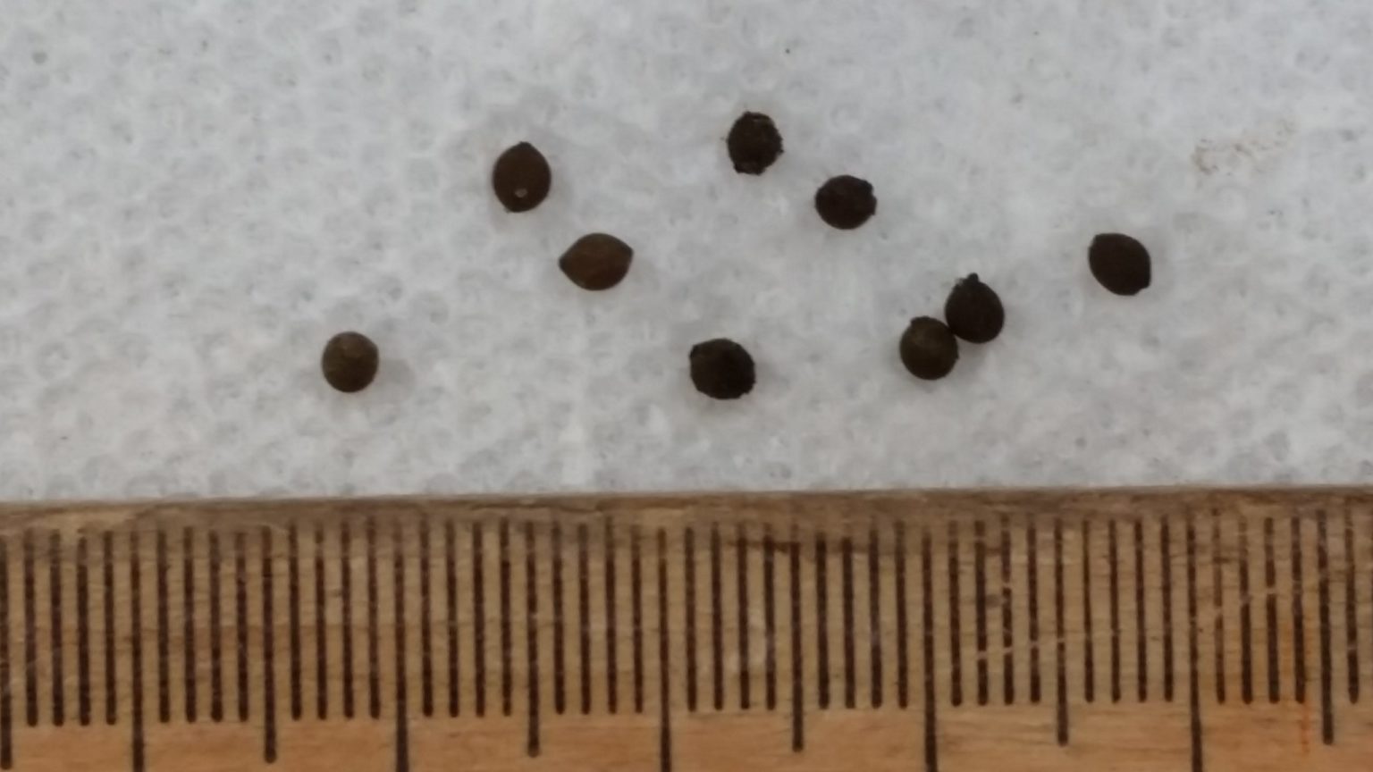 Preliminary findings are promising first step in control of jumping worms