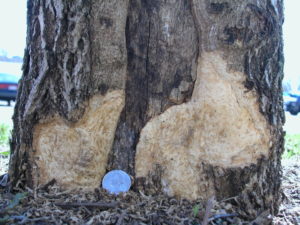 Girdling damage at base of tree surrounded by older greyish black wound. 