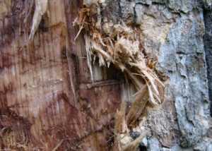A two-lined chestnut borer larva tunnels underneath the bark of a stressed oak tree.