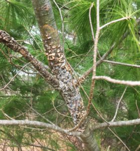 Orange pustules erupt through the bark and around the margins of a white pine blister rust canker. Photo by Jean Romback-Bartels.
