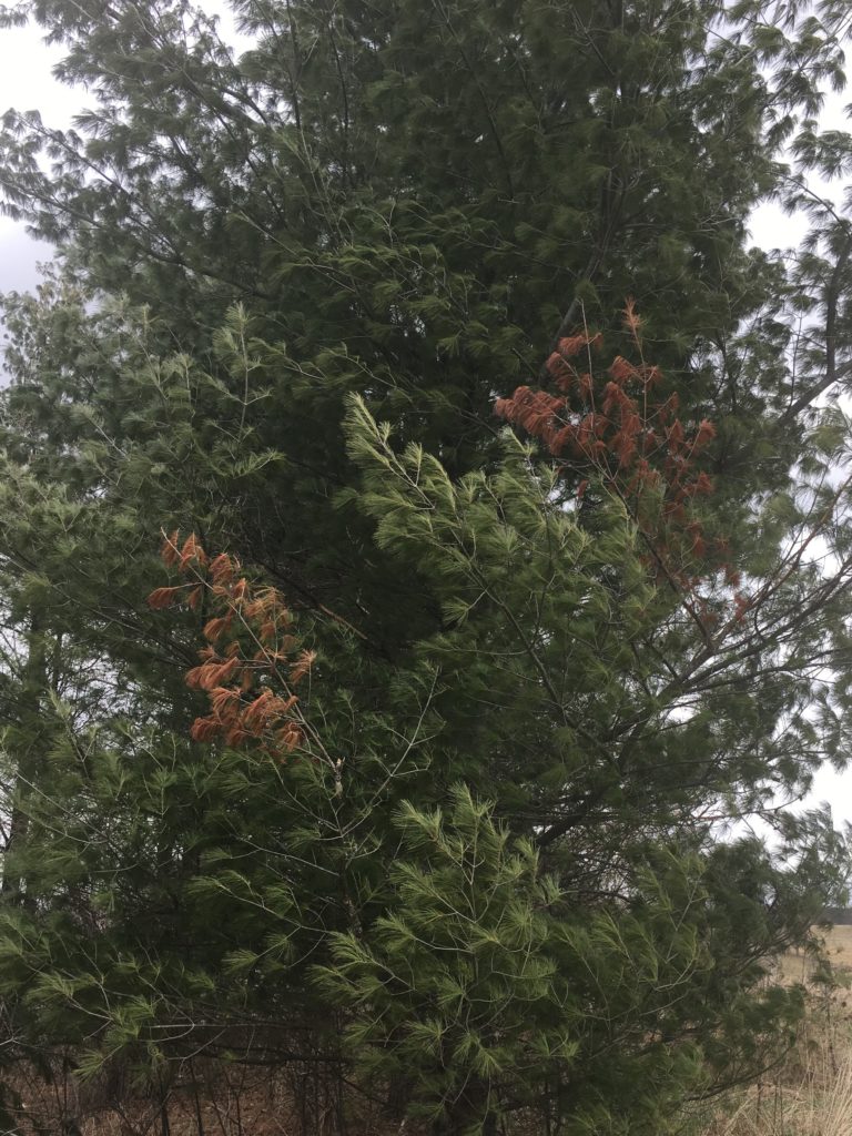 White Pine Blister Rust Can Girdle Branches