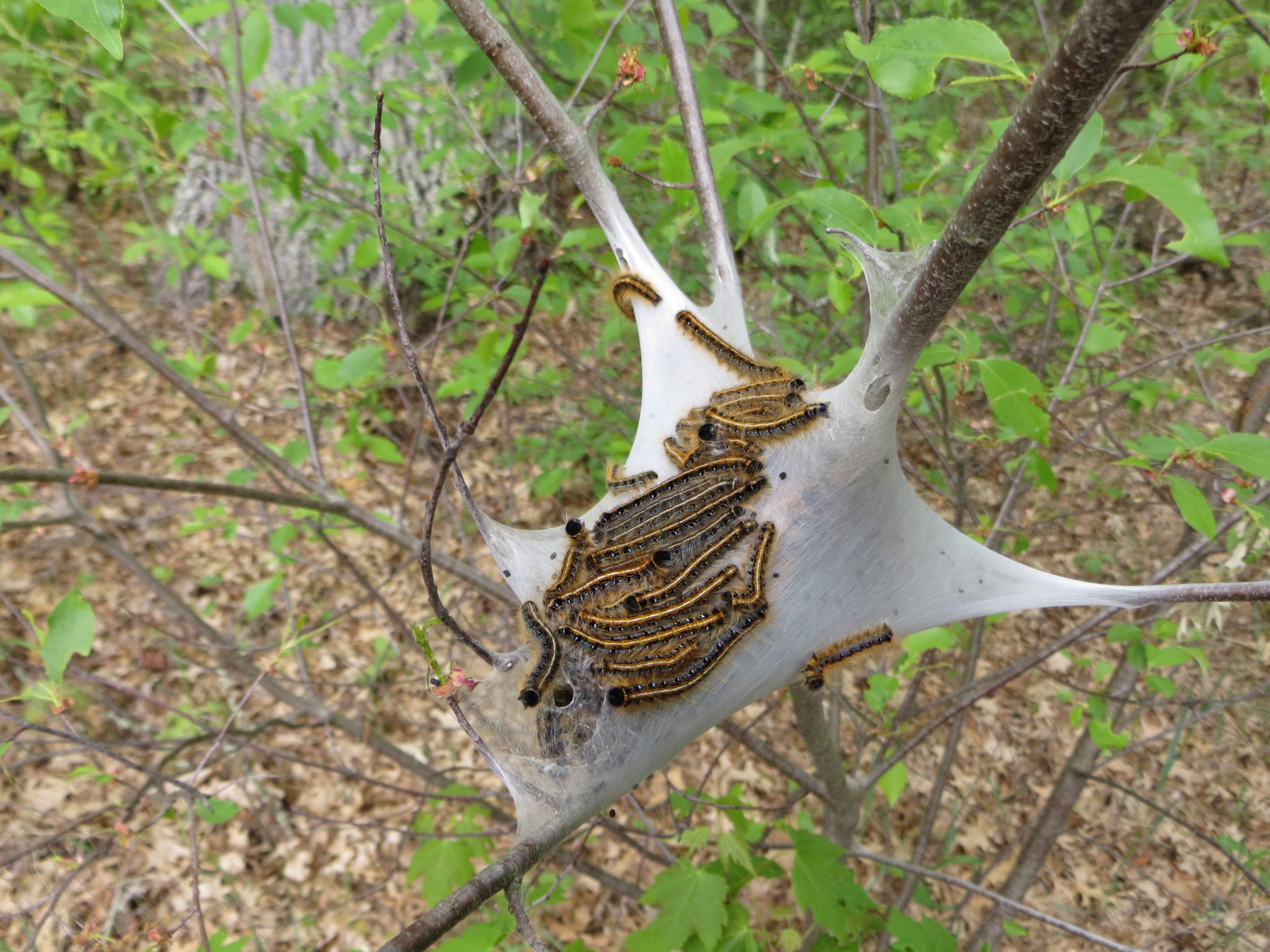 Native caterpillars not a major concern for trees