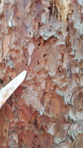 Tiny holes on surface of tamarack tree caused by eastern larch beetle