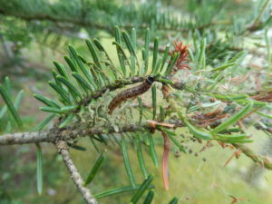 Close-up of spruce budworm caterpillar near the silk web it spins around branch tips.