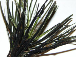 Black sooty mold growth on pine needles caused by the honeydew produced by scale insects.