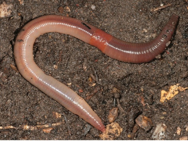 All about earthworms: nightcrawler edition