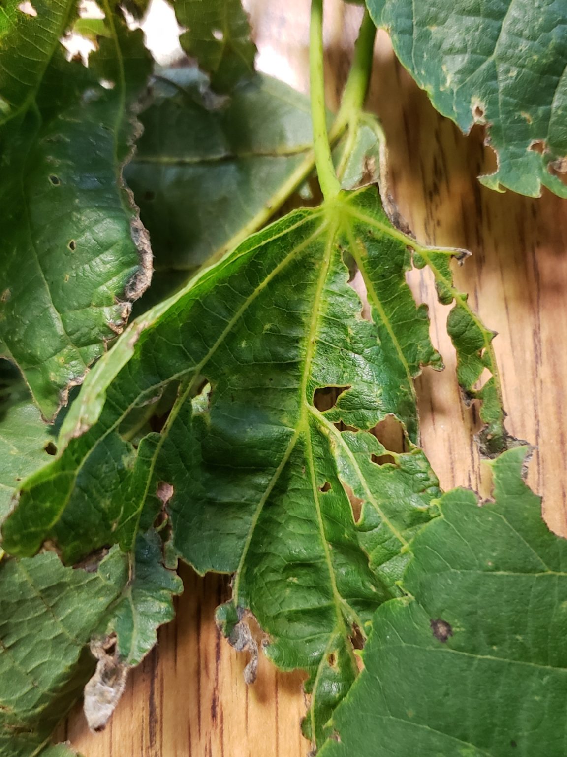 Basswood leaves defoliated and trees looking thin