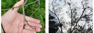 Dieback on a basswood twig (left) and crown dieback on a mature tree (right).