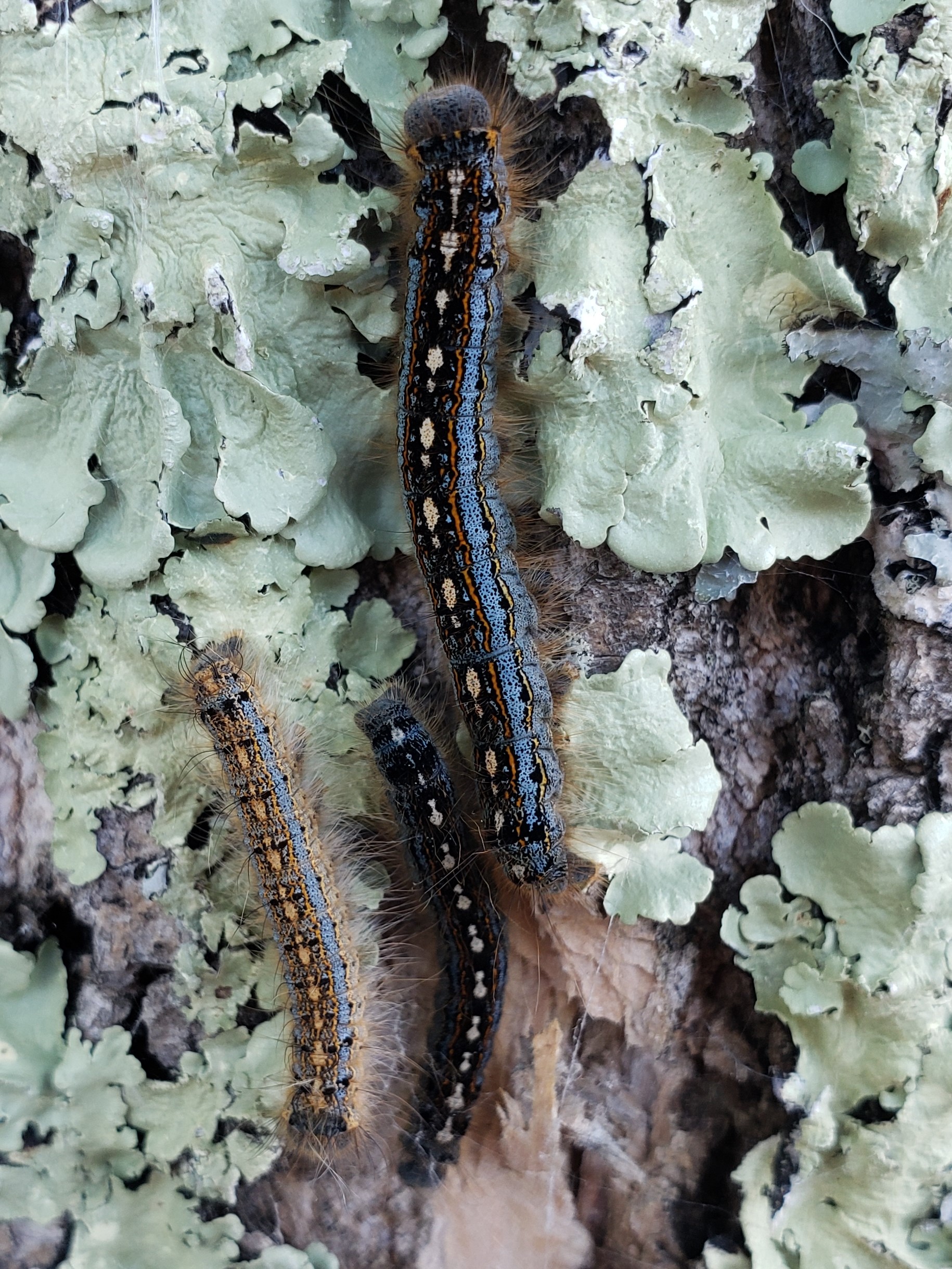 Forest tent caterpillar populations high in small localized areas