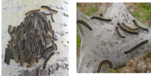 A side-by-side comparison of FTC and eastern tent caterpillar.