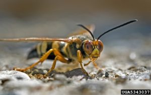 Close-up photo of cicada killer.