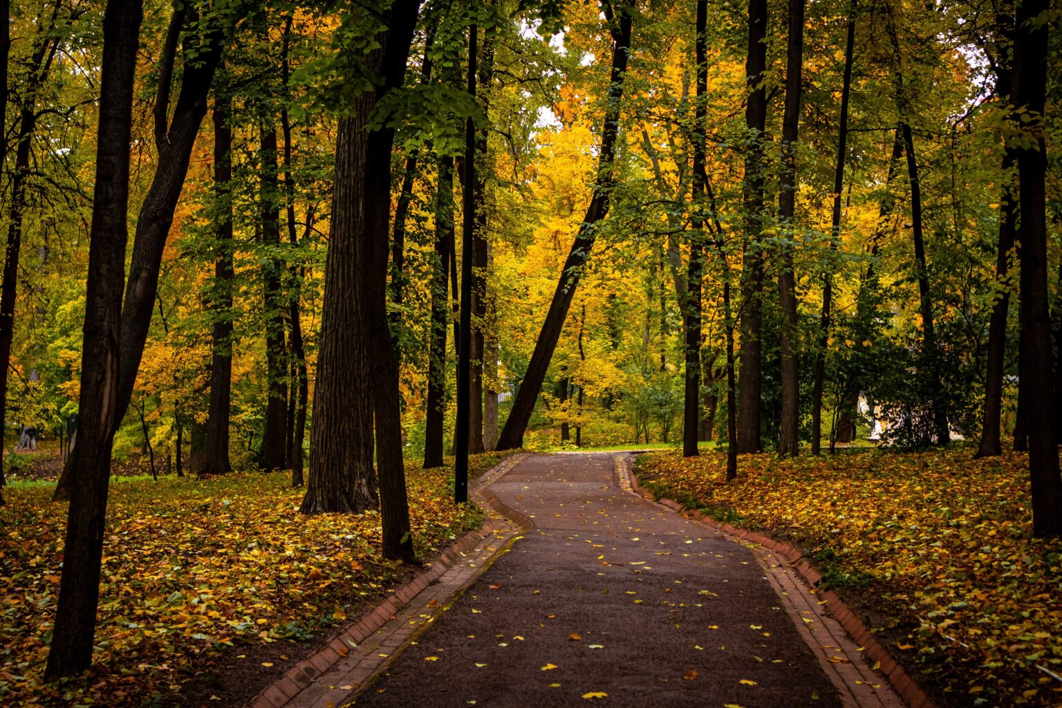 urban-forests-support-mental-health