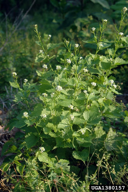 Invasive plant virtual