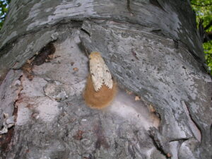 Gypsy moth egg masses are tan-colored lumps about the size of a nickel or quarter.