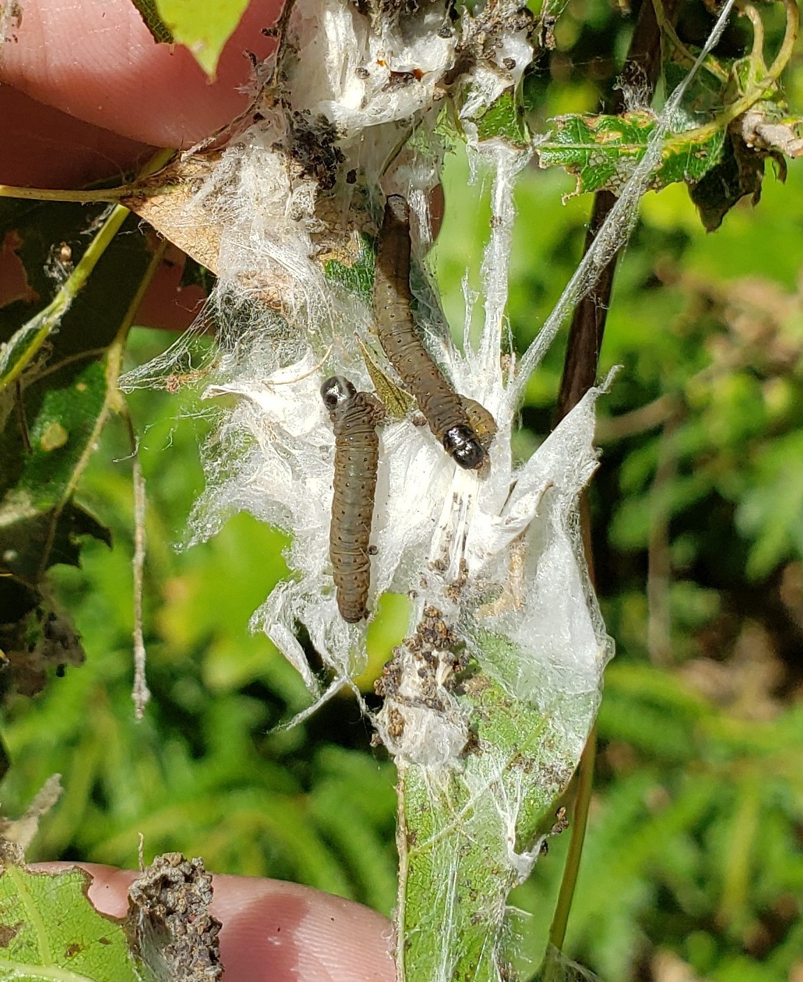 Oak webworms, blotchminers, skeletonizers and dead branch tips in late ...