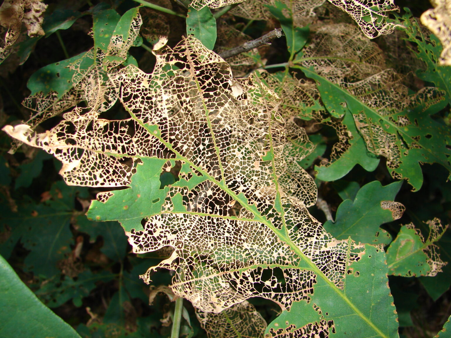 Oak webworms, blotchminers, skeletonizers and dead branch tips in late summer