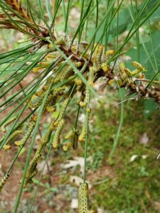 Redheaded pine sawfly larvae feed as a group, as shown in this photo where many sawflies are clustered on a single twig.