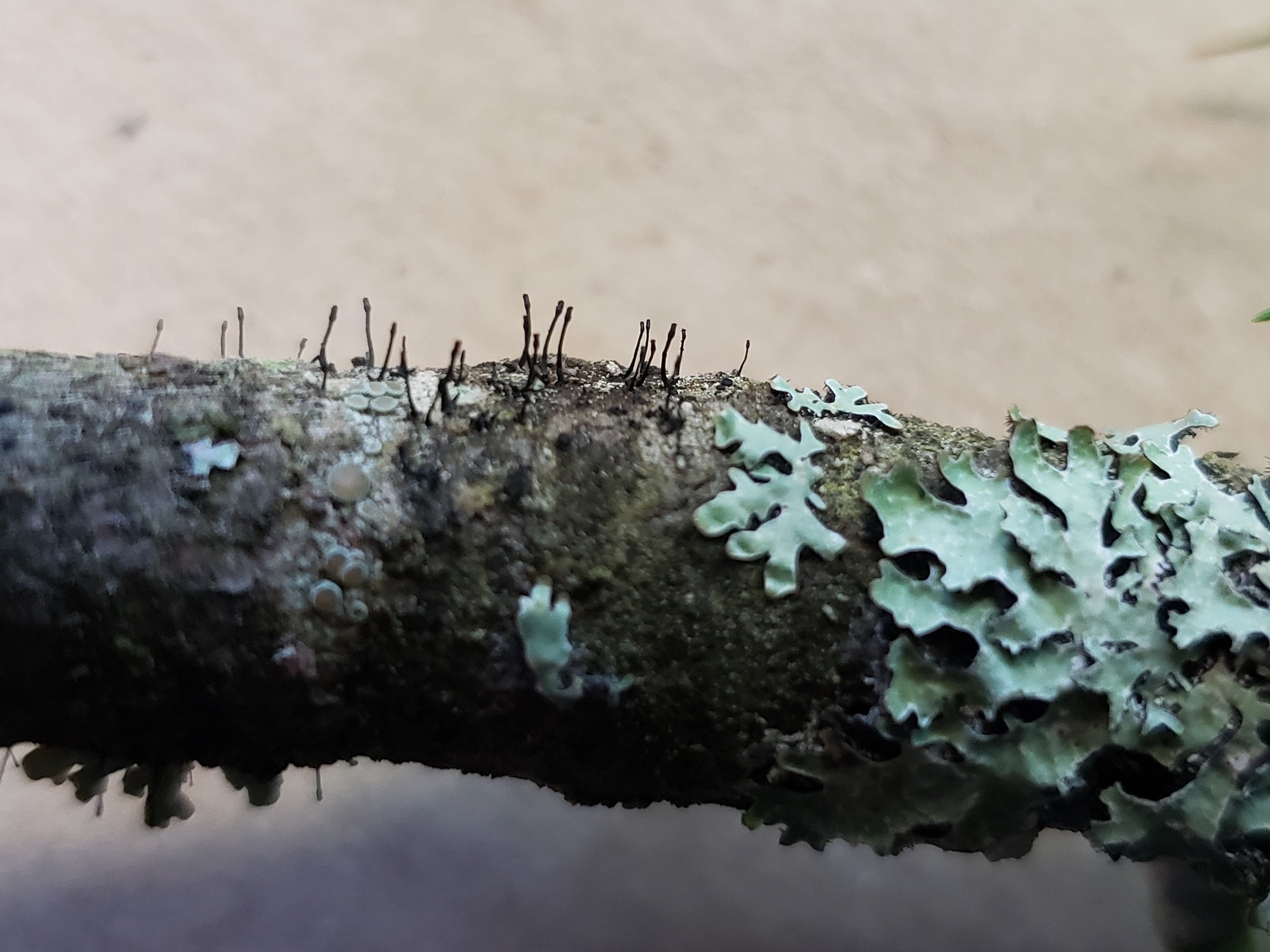 A close-up of Caliciopsis fruiting structures on a branch, with lichen for size reference.