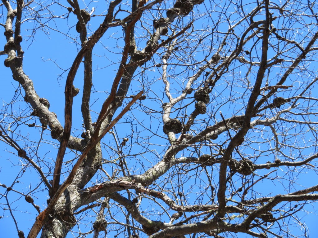 Numerous woody galls on the branches of an oak tree.