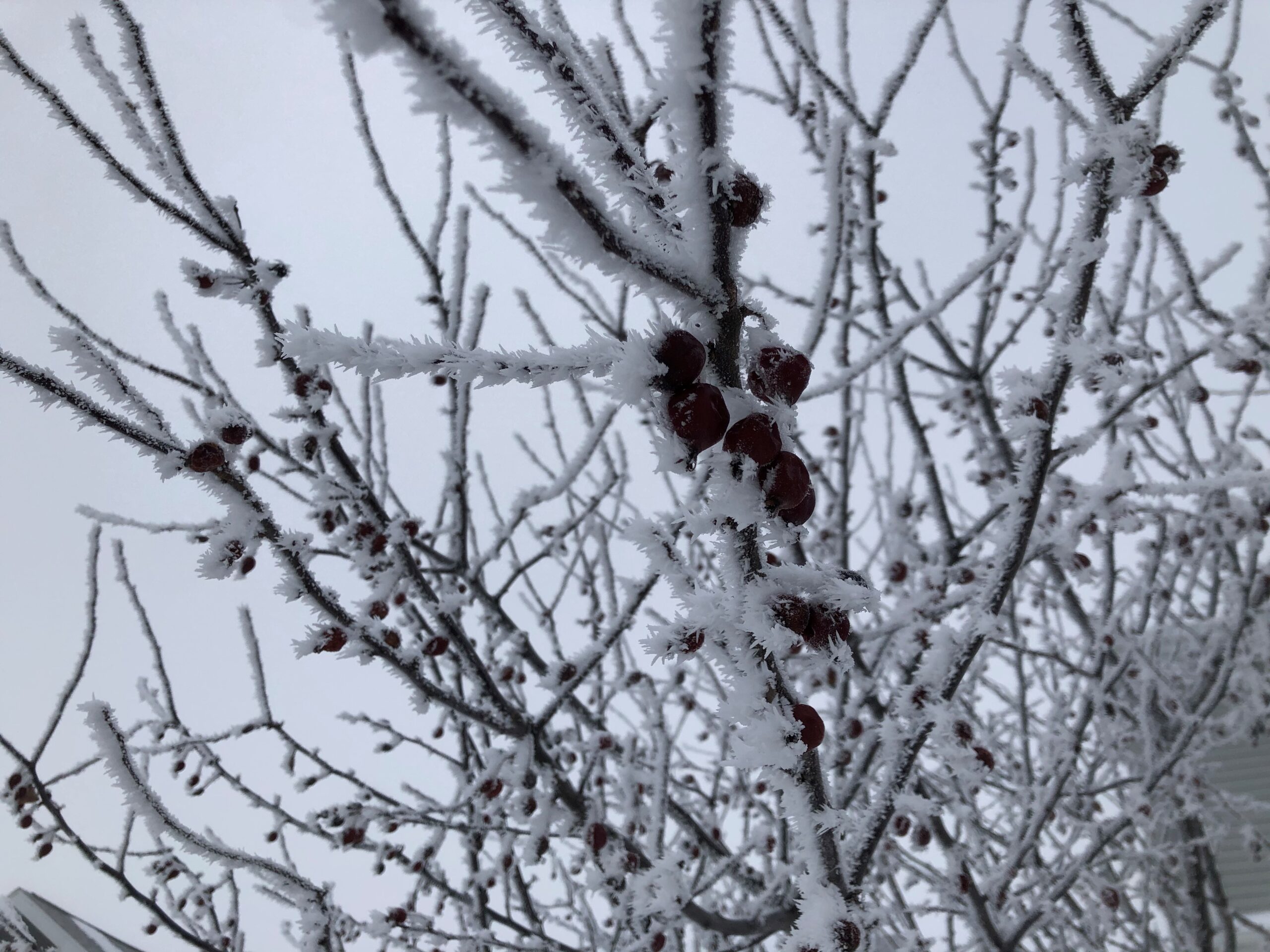 A close-up photo showing rime ice on crabapple branches