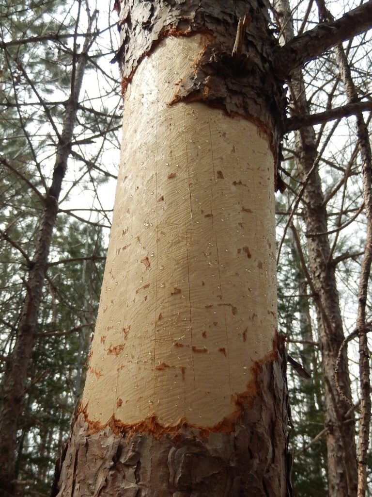 Porcupine Damage Easily Seen In Winter