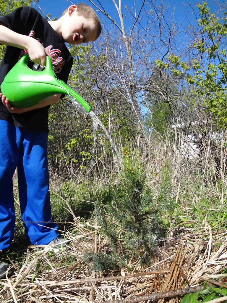 boy watering a spruce tree