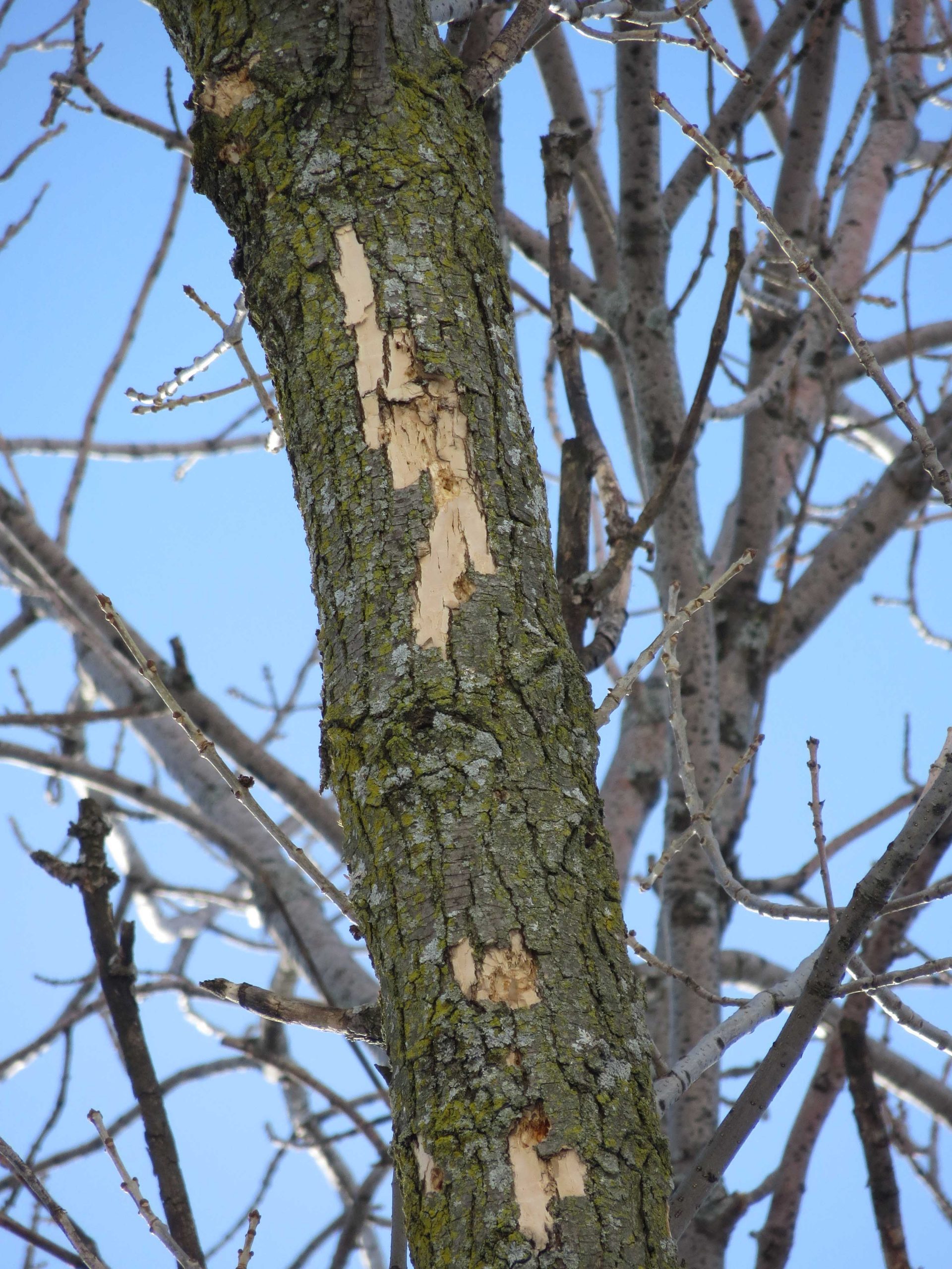 An ash tree branch with bark missing after woodpeckers attacked it while looking for larvae to eat.