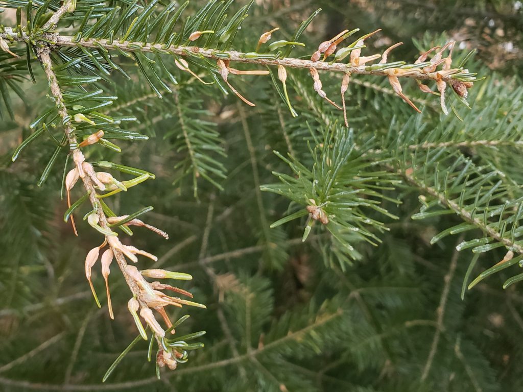 Balsam fir needles with swellings caused by balsam gall midge will turn brown and drop from the tree prematurely.