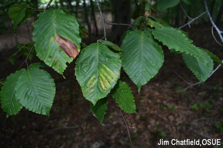 Keep An Eye Out For Beech Leaf Disease