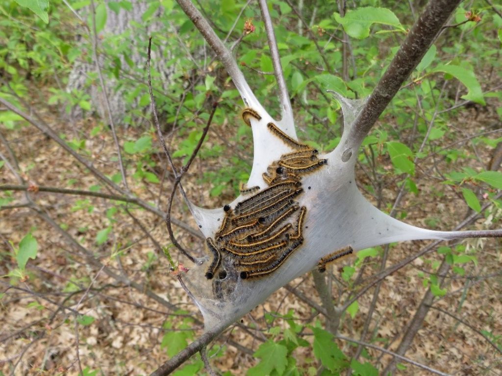 A group of eastern tent caterpillars on a white silk tent on black cherry branches.