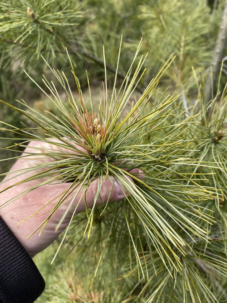 In this photo, the oldest needles (from 2019) are normal length, while the stunted needles from 2020 surround the newly expanding buds in the spring of 2021.