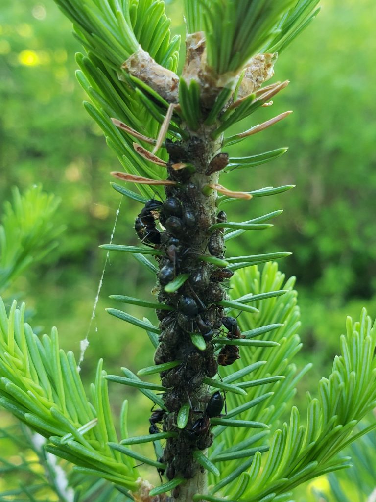 Aphids on balsam fir. There are several ants in this photo that are tending the aphids. 